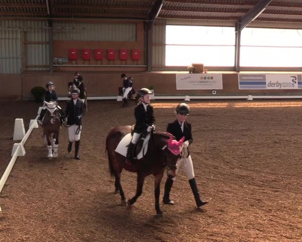 Reitturnier Damp-Dorotheental 2019
