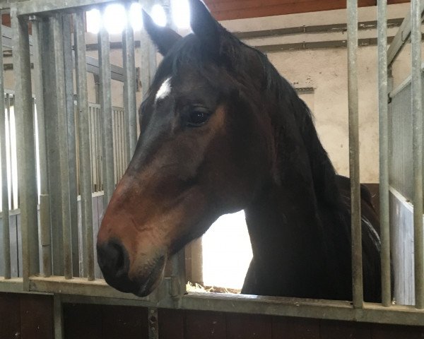 jumper Conner 66 (Oldenburg show jumper, 2012, from Contendro I)