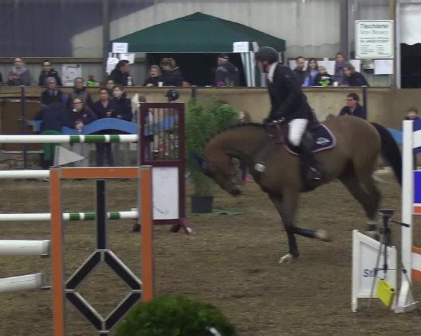 Reitturnier Damp-Dorotheental 2019