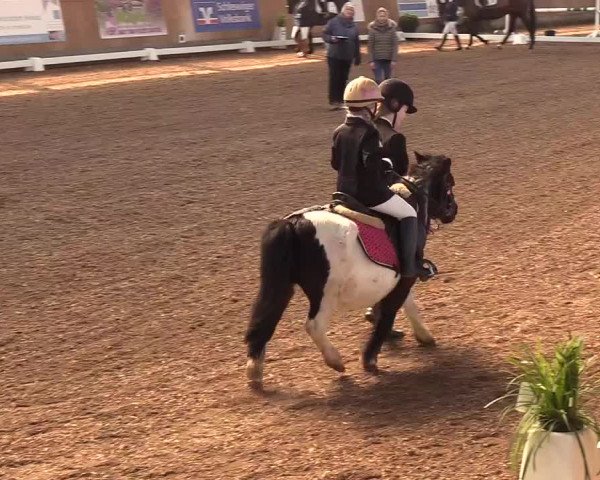 Reitturnier Damp-Dorotheental 2019