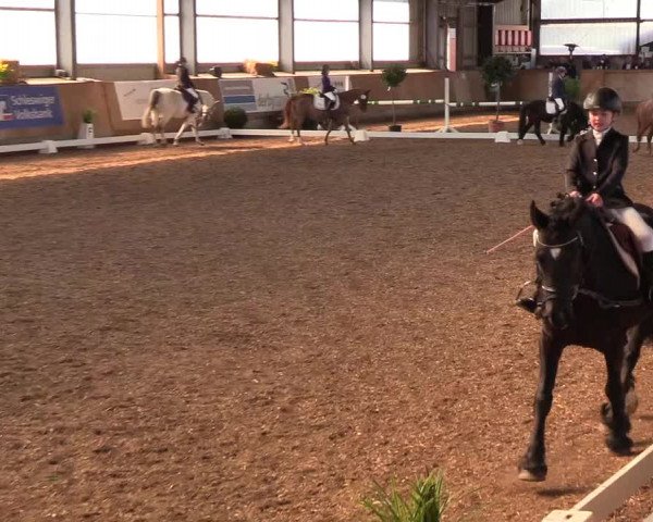 Reitturnier Damp-Dorotheental 2019