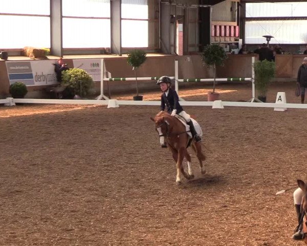 Reitturnier Damp-Dorotheental 2019