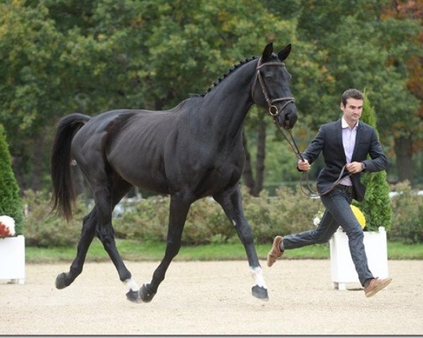 Pferd Ungaro de Kreisker (Selle Français, 2008, von Armitage)