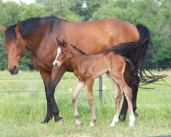 broodmare Praline de Kreisker (Selle Français, 2003, from Diamant de Semilly)