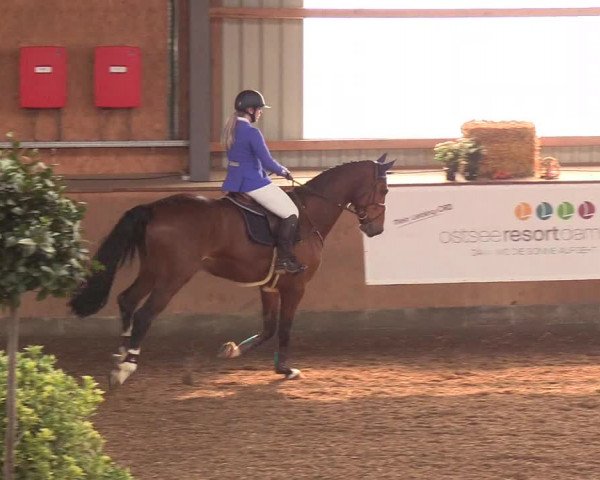 Reitturnier Damp-Dorotheental 2019