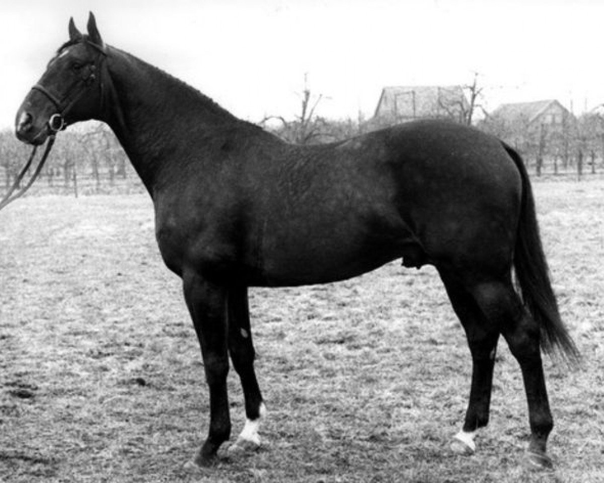Deckhengst Katouchon AA (Anglo-Araber, 1976, von Dionysos II AA)