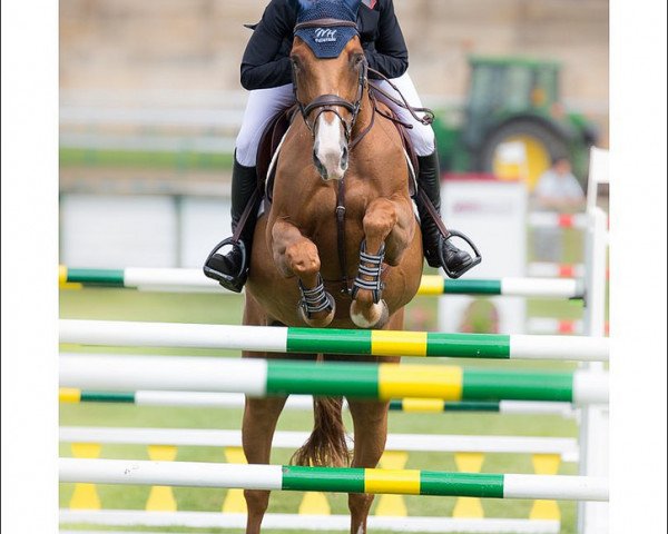 jumper Precieuse Platiere (Selle Français, 2003, from Dollar de la Pierre)
