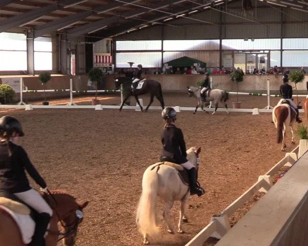 Reitturnier Damp-Dorotheental 2019