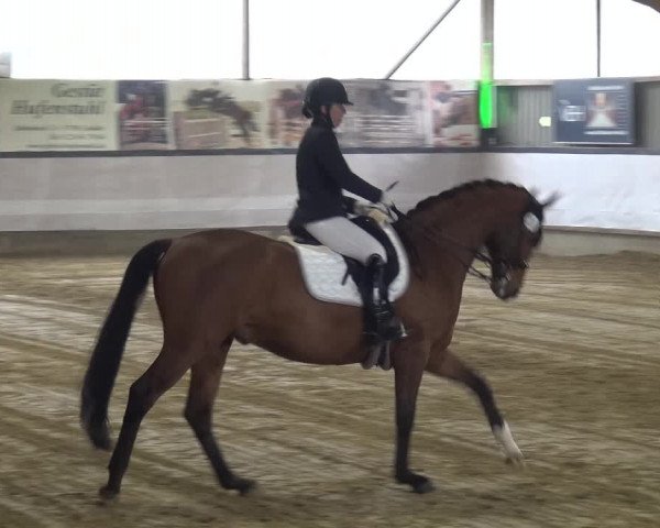 Reitturnier Lindlar-Süttenbach 2019