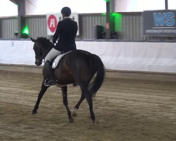Reitturnier Lindlar-Süttenbach 2019