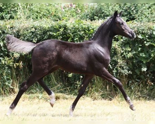horse Fohlen (German Riding Pony, 2016, from Der Kleine Lord)