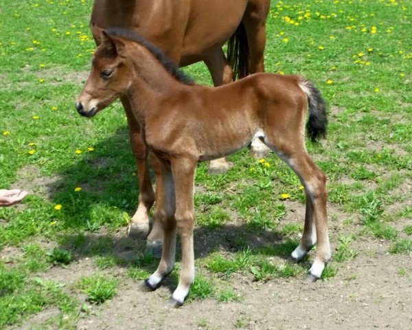 horse AMD My Maydream (German Riding Pony, 2015, from Der Kleine Lord)