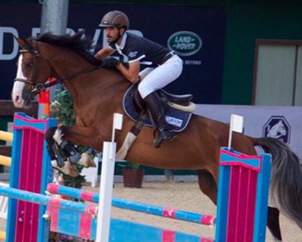 horse Z. Adermie 52 (KWPN (Royal Dutch Sporthorse), 2004, from Rubert R)