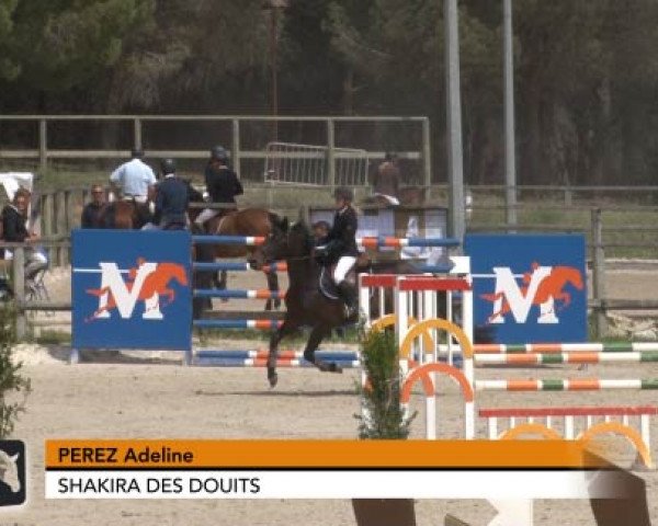 jumper Shakira des Douits (Selle Français, 2006, from Versailles II)