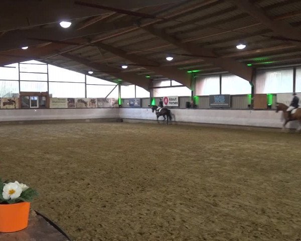 Reitturnier Lindlar-Süttenbach 2019