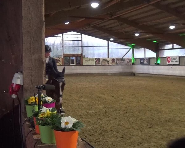 Reitturnier Lindlar-Süttenbach 2019