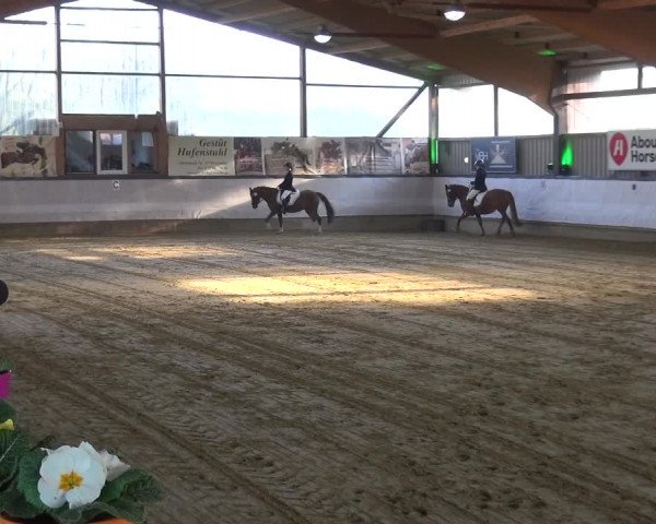 Reitturnier Lindlar-Süttenbach 2019