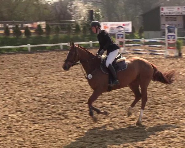 Reitturnier Behrendorf 2019