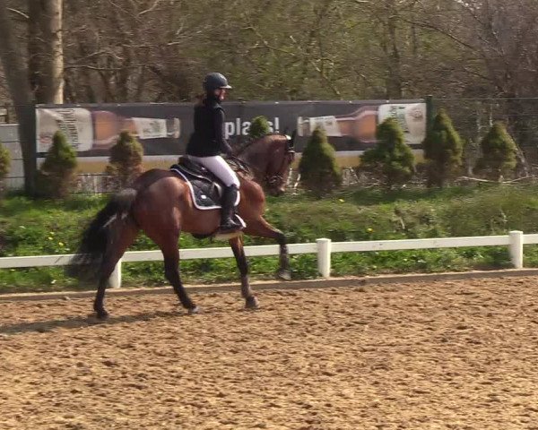 Reitturnier Behrendorf 2019