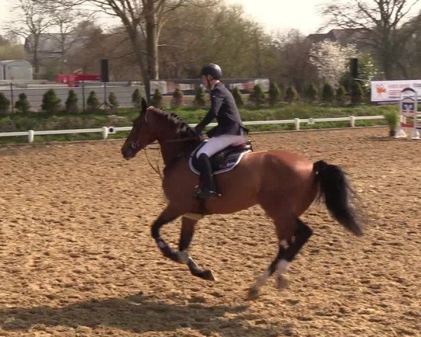 Reitturnier Behrendorf 2019