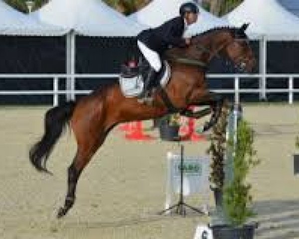 broodmare Shakira de Kreisker (Selle Français, 2006, from Diamant de Semilly)