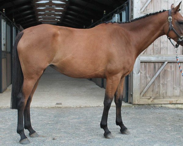 Zuchtstute Artemisia De Kreisker (Selle Français, 2010, von Canturo)