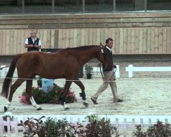jumper Vuiton de Kreisker (Selle Français, 2009, from Diamant de Semilly)
