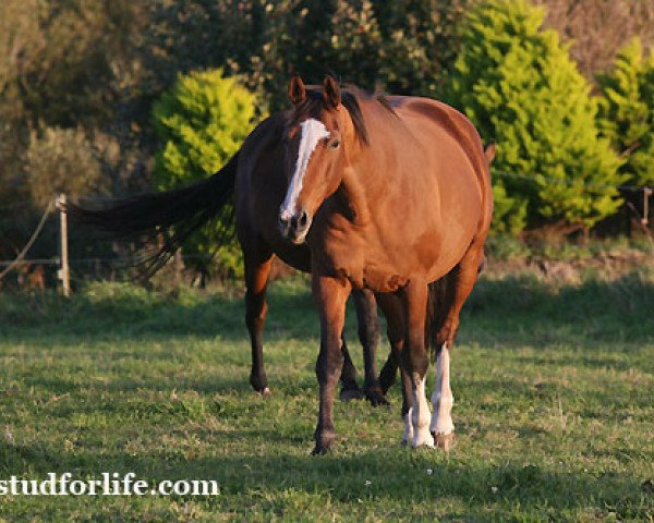 broodmare Jifrane de Chalusse (Selle Français, 1997, from Papillon Rouge)
