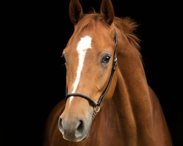 horse Fargo (Westphalian, 2013, from Fleury)