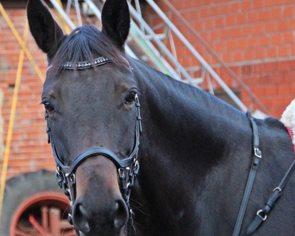 horse Calista-Kay (Trakehner, 2007, from King Arthur TSF)