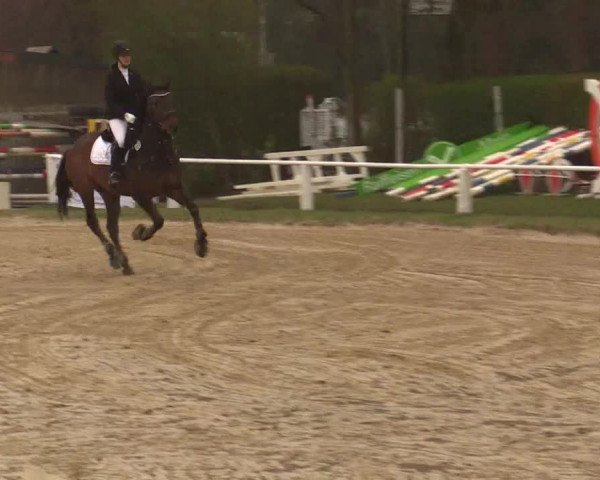 Reitturnier Bottrop 2019