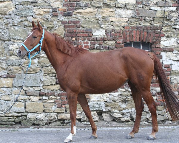 Pferd Clementine M (Westfale, 2011, von Captain Chancy)