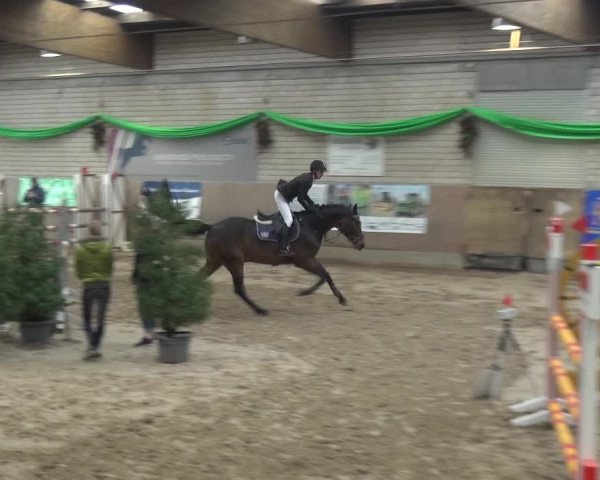 Reitturnier Leverkusen-Rheindorf 2019