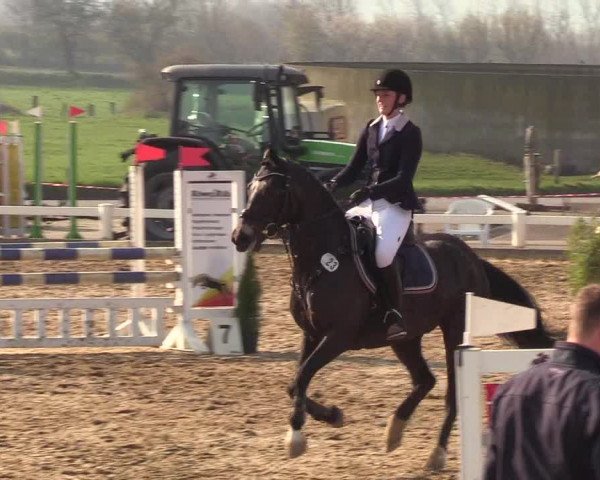Reitturnier Behrendorf 2019