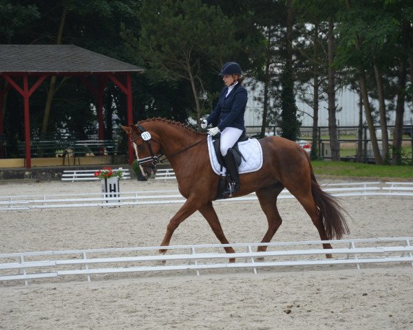 dressage horse Graf George S (Hanoverian, 2009, from Grand Cru)