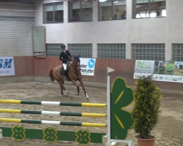 Reitturnier Leverkusen-Rheindorf 2019