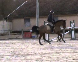 jumper Sagesse des Luthiers (Selle Français, 2006, from Gin Tonic Star)