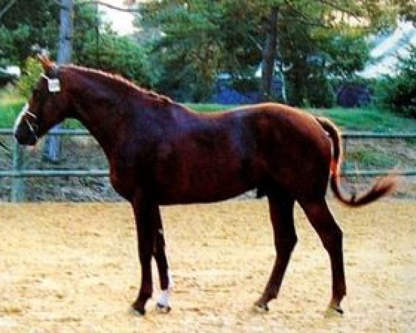 stallion Vaillant de Brecey (Selle Français, 1987, from Le Tot de Semilly)