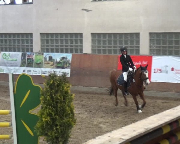 Reitturnier Leverkusen-Rheindorf 2019