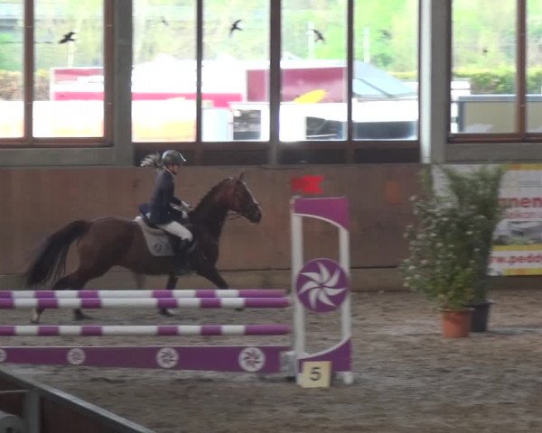 Reitturnier Leverkusen-Rheindorf 2019