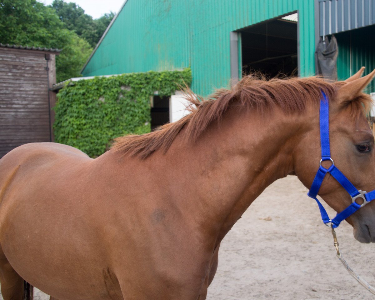 Dressurpferd Dancing On Fire 3 (Deutsches Reitpony, 2015, von FS Don't Worry)