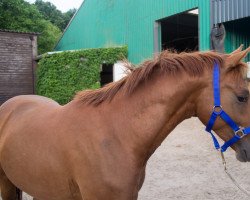 Dressurpferd Dancing On Fire 3 (Deutsches Reitpony, 2015, von FS Don't Worry)