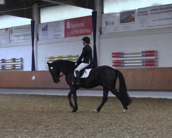 Reitturnier Bottrop 2019