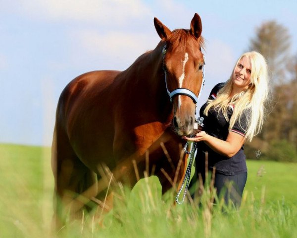 dressage horse Quel Cadeau (German Sport Horse, 2019, from Quaterback) dressage horse Quel Cadeau (German Sport Horse, 2019, from Quaterback)