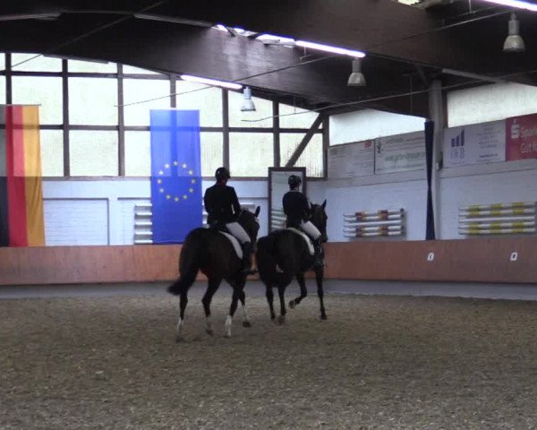 Reitturnier Bottrop 2019