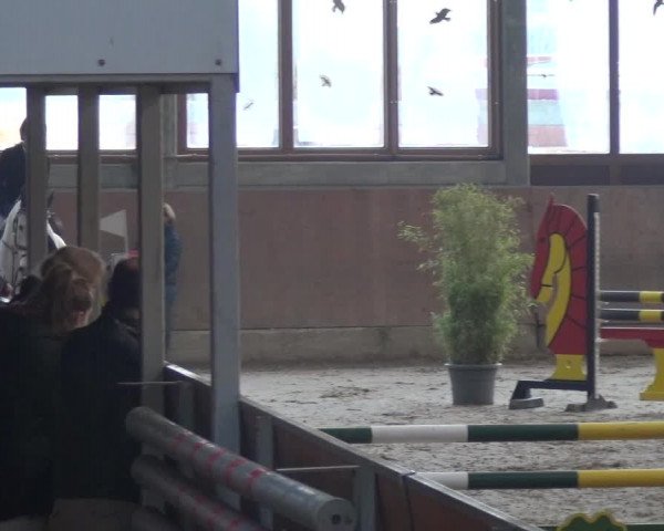 Reitturnier Leverkusen-Rheindorf 2019