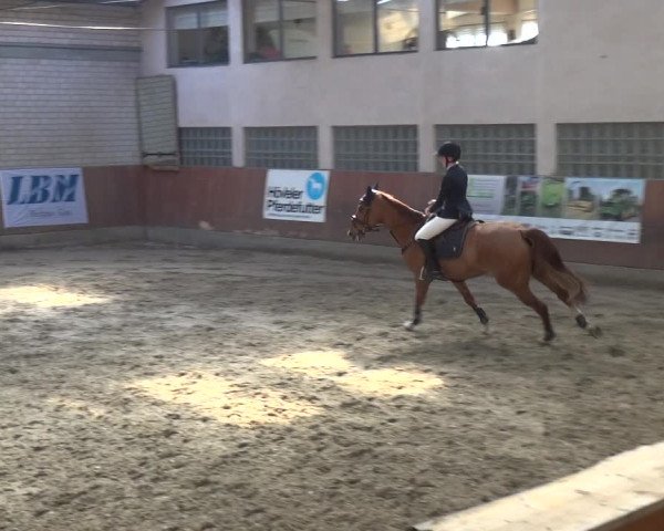 Reitturnier Leverkusen-Rheindorf 2019