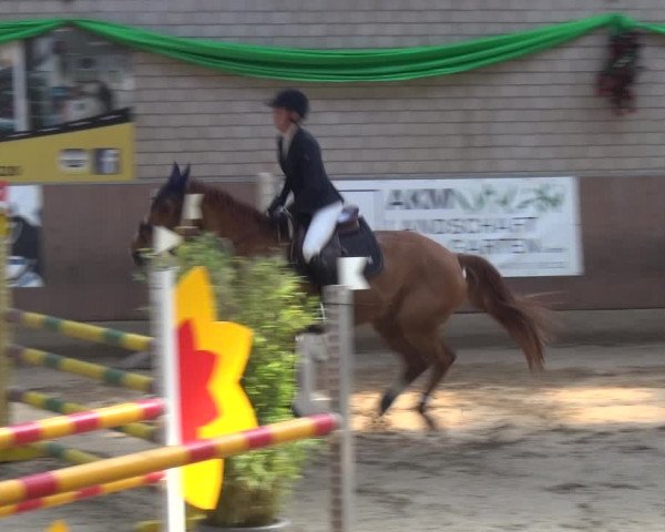 Reitturnier Leverkusen-Rheindorf 2019