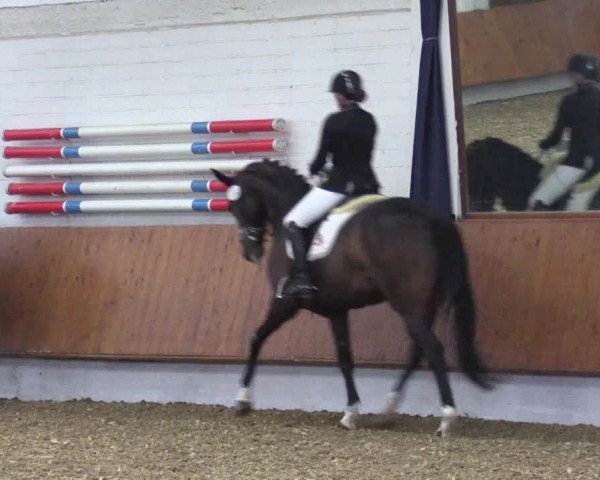 Reitturnier Bottrop 2019