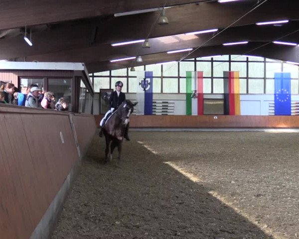 Reitturnier Bottrop 2019